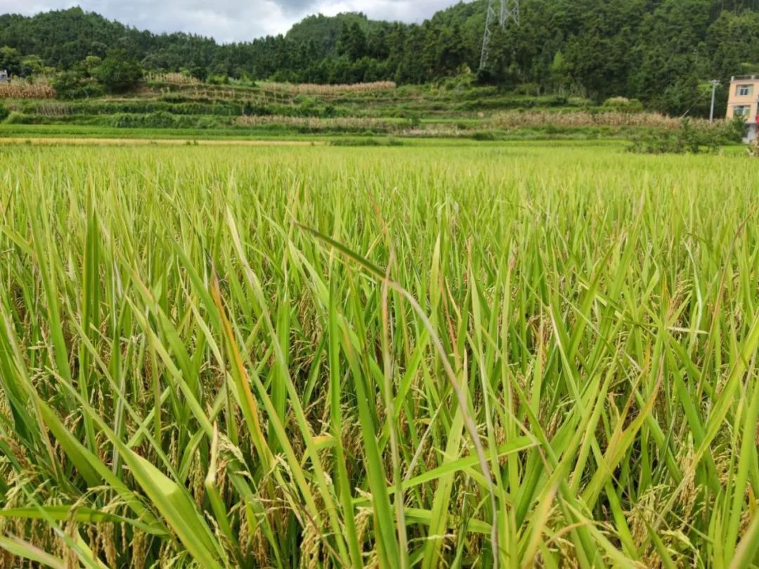 致富种植水田项目有哪些_种植水田国家补助多少_水田种植致富项目