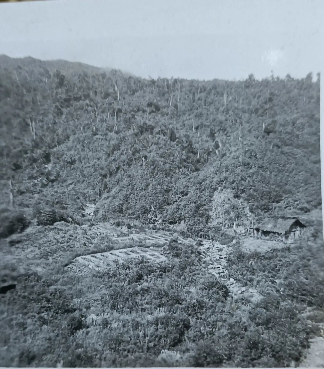 致富安居能种植人参吗_安居种植致富能人_种植致富经