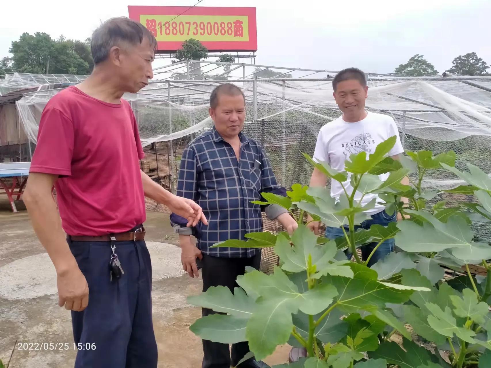 视频致富种植无花果是真的吗_致富经种植视频无花果_致富经无花果种植视频