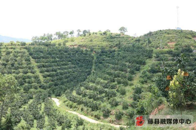 致富柚子种植视频大全_视频致富柚子种植大全下载_视频致富柚子种植大全图片