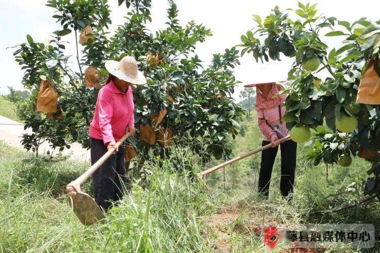 视频致富柚子种植大全图片_致富柚子种植视频大全_视频致富柚子种植大全下载