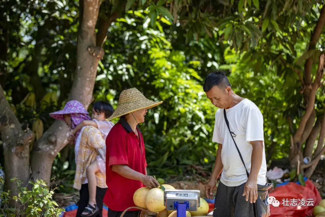 致富柚子种植视频大全_视频致富柚子种植大全下载_种柚子的视频