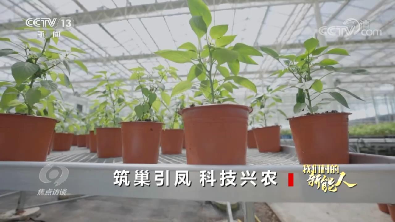 致富安居能种植人参吗视频_安居种植致富能人_致富安居能种植人参吗