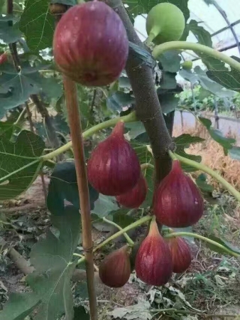 视频致富种植无花果是真的吗_致富经种植视频无花果_致富经无花果种植视频