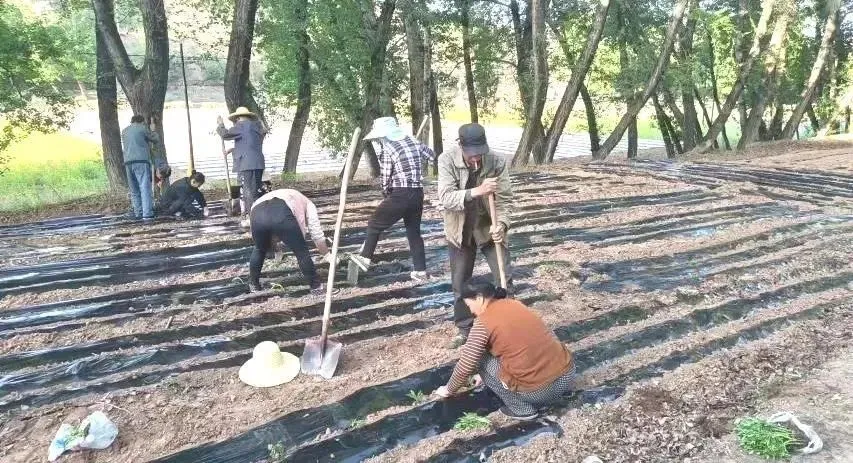 中药材种植致富_雷竹笋种植致富案例_种植鲜花致富新闻