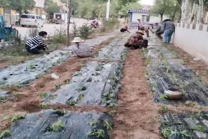 种植鲜花致富新闻_雷竹笋种植致富案例_中药材种植致富