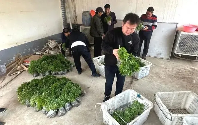 种植鲜花致富新闻_雷竹笋种植致富案例_中药材种植致富