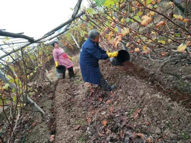 致富经种植视频无花果_致富经无花果种植视频_种植无花果挣钱吗