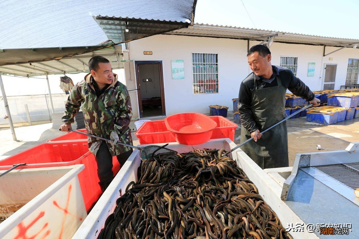 人工养殖黄鳝怎么繁殖的最新技术及方法 黄鳝养殖技术