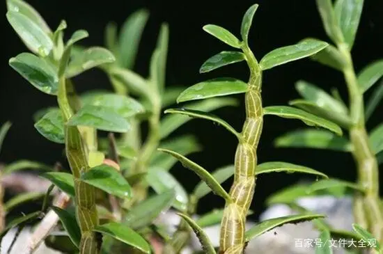 基质袋种植技术视频_袋式基质栽培_草莓种植基质肥