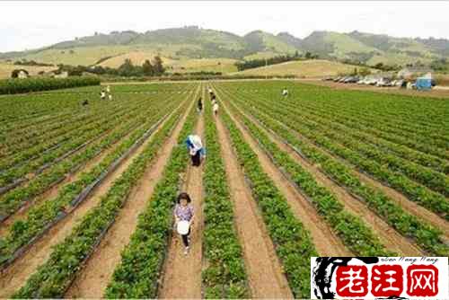 种植业致富项目钱前景好（室内致富项目大全）