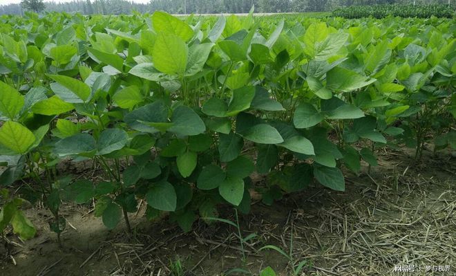 豆青虫养殖技术视频_致富经豆青虫养殖_致富豆虫养殖青菜怎么样