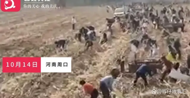 事情闹大了！河南周口一玉米种植地遭500多人哄抢