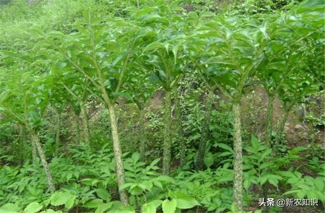 致富经蘑芋种植_致富种植芋蘑菇视频_种植蘑芋能致富吗