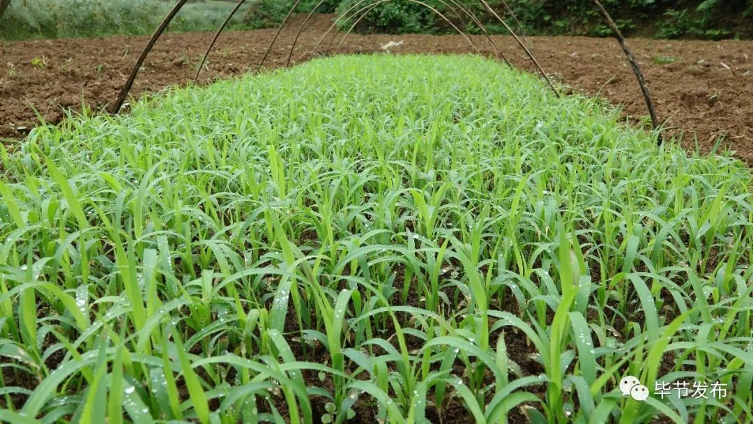 致富高粱种植视频_高粱种植效益_高粱种植致富