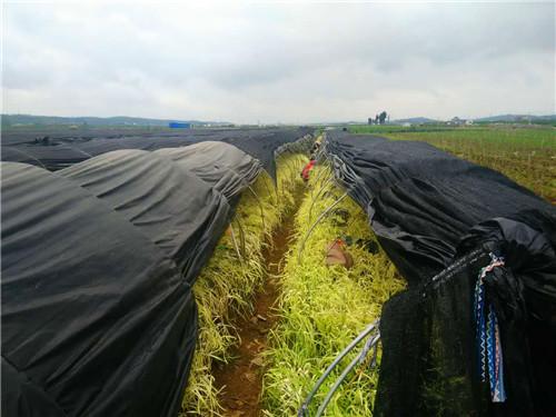 韭黄种植技术视频教程_南方韭黄怎么种植技术视频_韭黄种植法