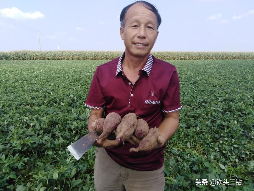 紫薯种植效益_致富种植紫薯图片_种植紫薯致富