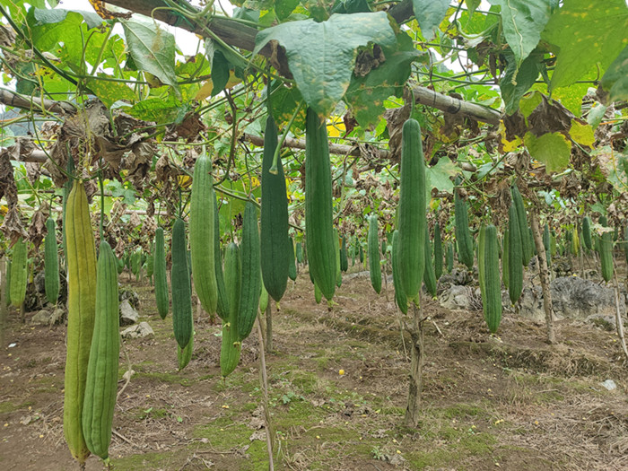 种丝瓜致富的典型_小丝瓜种植致富_致富经丝瓜种植视频