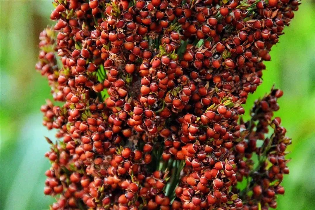 高粱种植致富_高粱种植前景怎么样_高粱高产种植技术视频