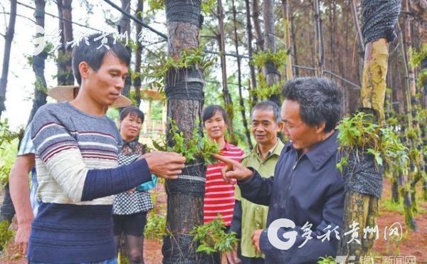 大力发展中药材 拓宽群众致富路 ——贵州松桃中药材产业发展纪实