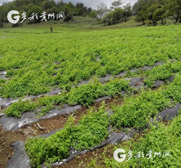 大力发展中药材 拓宽群众致富路 ——贵州松桃中药材产业发展纪实