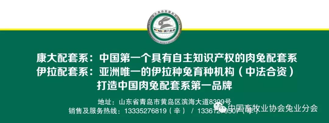 兔子的视频养殖技术_视频养殖兔子技术视频教程_视频养殖兔子技术教程