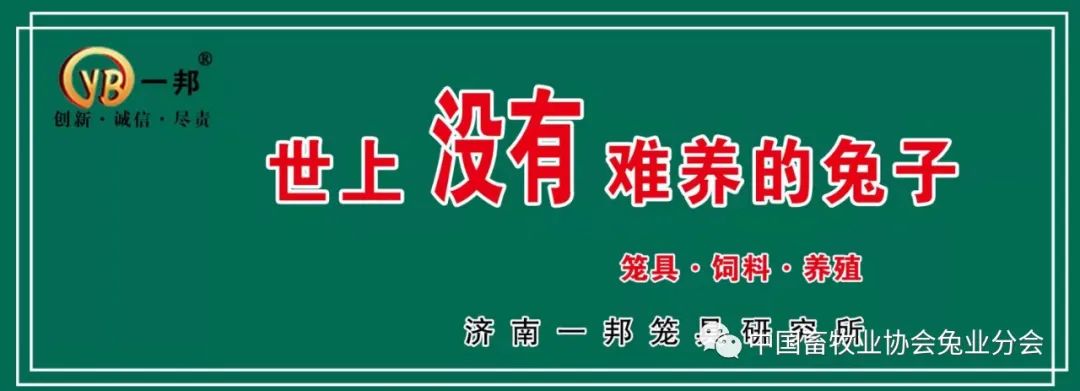 视频养殖兔子技术教程_视频养殖兔子技术视频教程_兔子的视频养殖技术