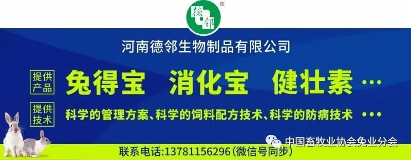 兔子的视频养殖技术_视频养殖兔子技术教程_视频养殖兔子技术视频教程