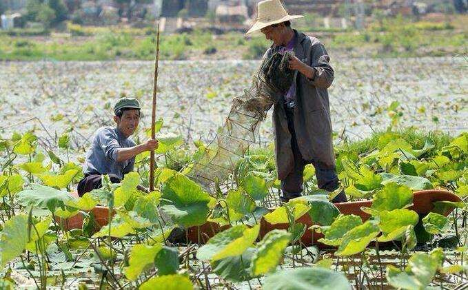 潜江龙虾多少钱_湖北潜江龙虾基地_潜江龙虾致富经