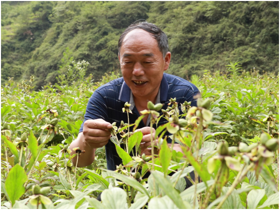 种植中药材群众致富路径_药材种植的致富带头人_致富经药材种植业完整版