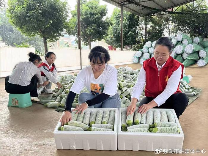 烟后作物助农增收 ，弥勒此镇