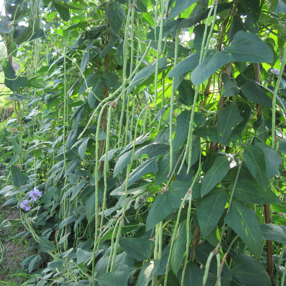 豆角的高效种植方法和技术