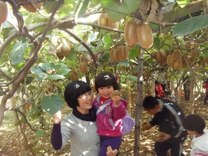 种植猕猴桃致富_致富种植猕猴桃图片_种植猕猴桃挣钱吗