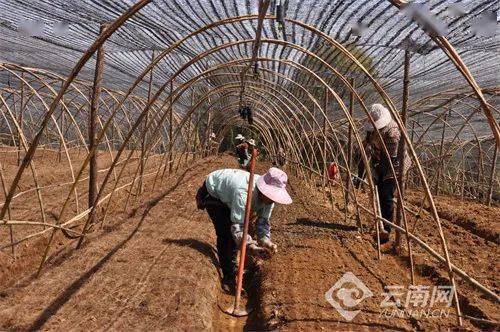 【中医药助力乡村振兴】云南临沧云县：种植中药材，走出致富路