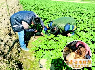 覆膜技术助马铃薯提高产量