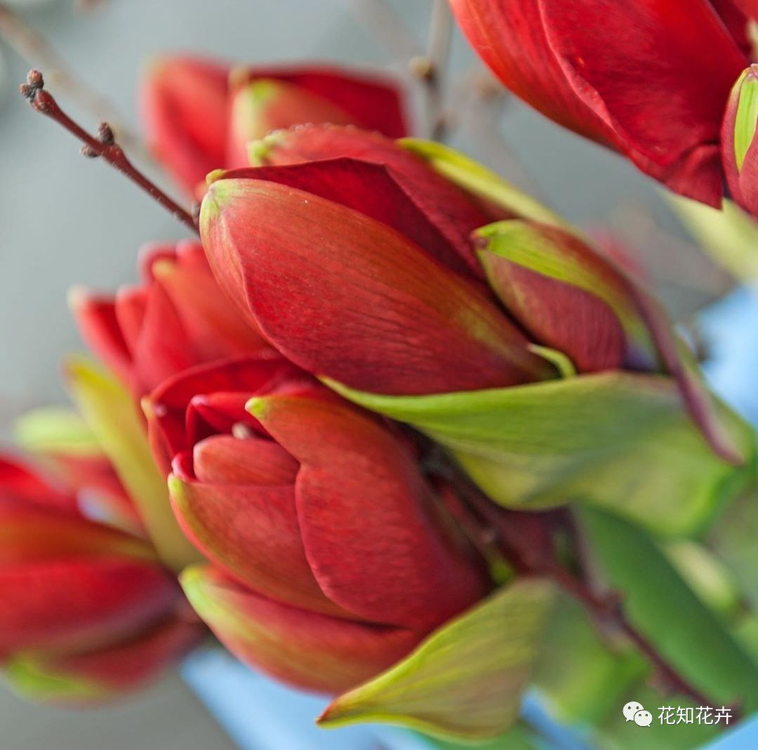 朱顶红花剑_朱顶红花怎么养殖技术_小花朱顶红