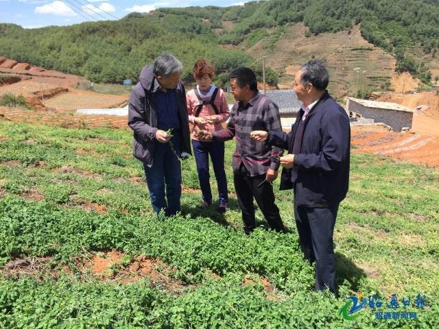 致富经之斑鸠养殖_养殖斑鸠利润空间多大_致富养殖斑鸠图片