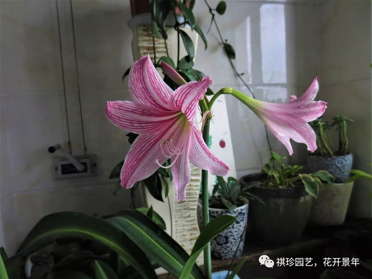 红花的养殖方法_朱顶红花怎么养殖技术_怎么养朱顶红花