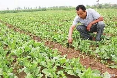 成为技术通，种啥都挣钱！且看板蓝根“通”带村民共致富