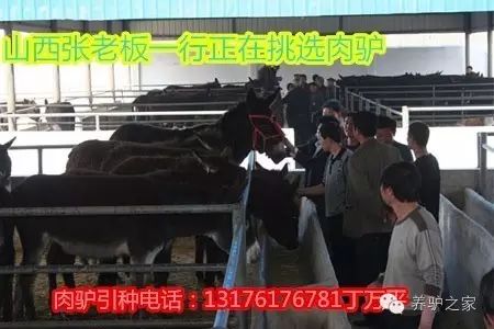 驴的养殖与肉用_肉驴苗养殖技术视频_驴养殖技术视频直播