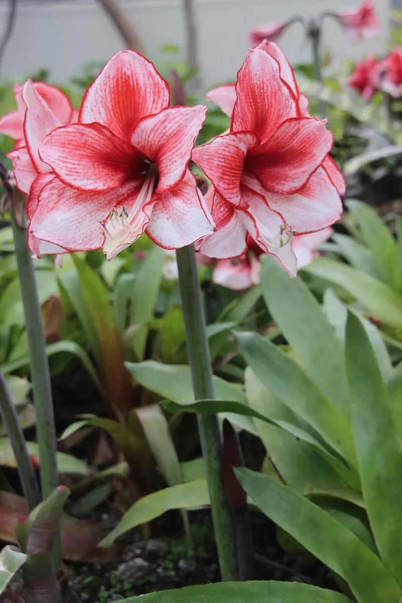 小花朱顶红_朱顶红花剑_朱顶红花怎么养殖技术