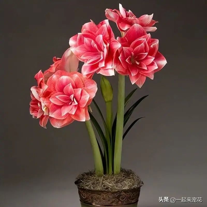 朱顶红花怎么养殖技术_小花朱顶红_红花的养殖方法