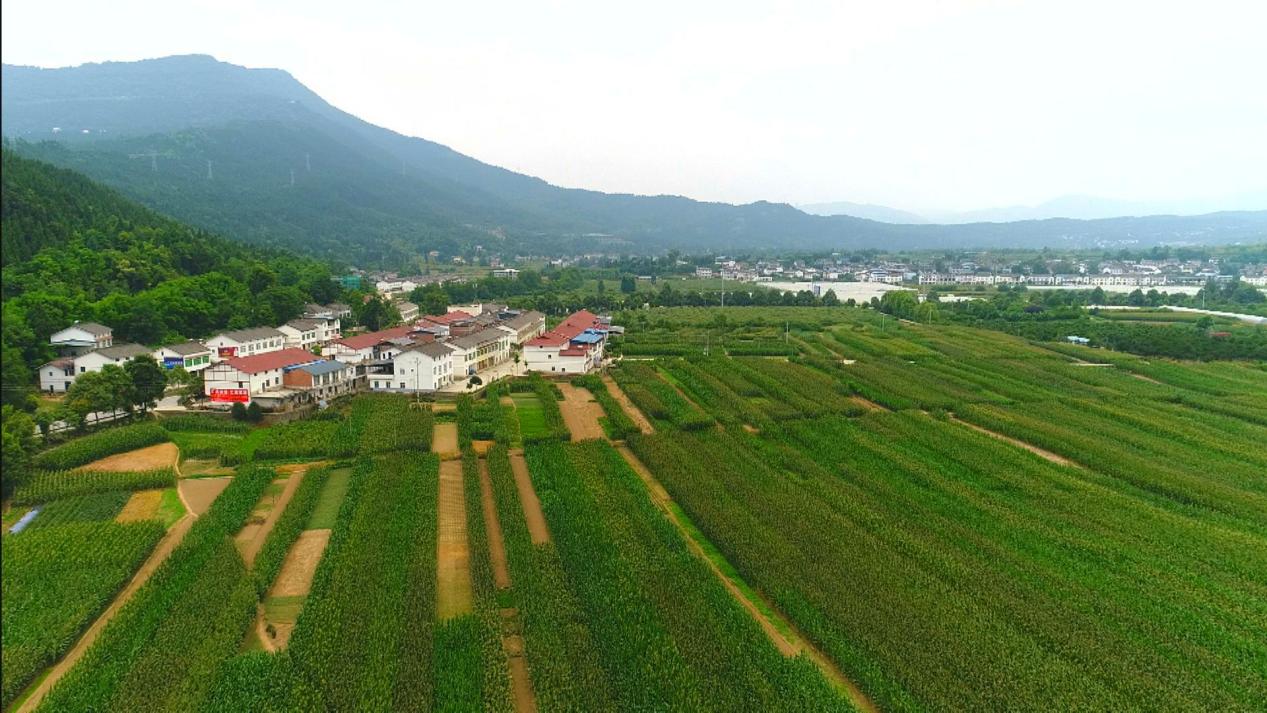 天雄村蔬菜种植基地 昭化区委宣传部供图