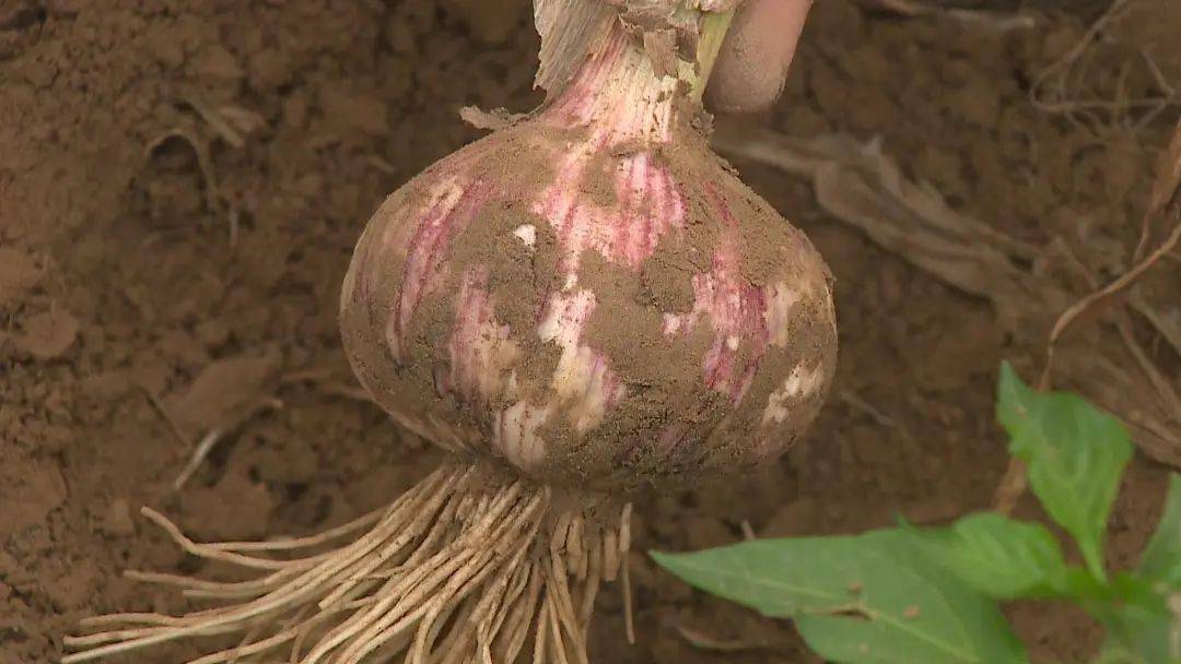 缅甸辣椒什么时候收获_缅甸种植辣椒致富_致富缅甸辣椒种植视频