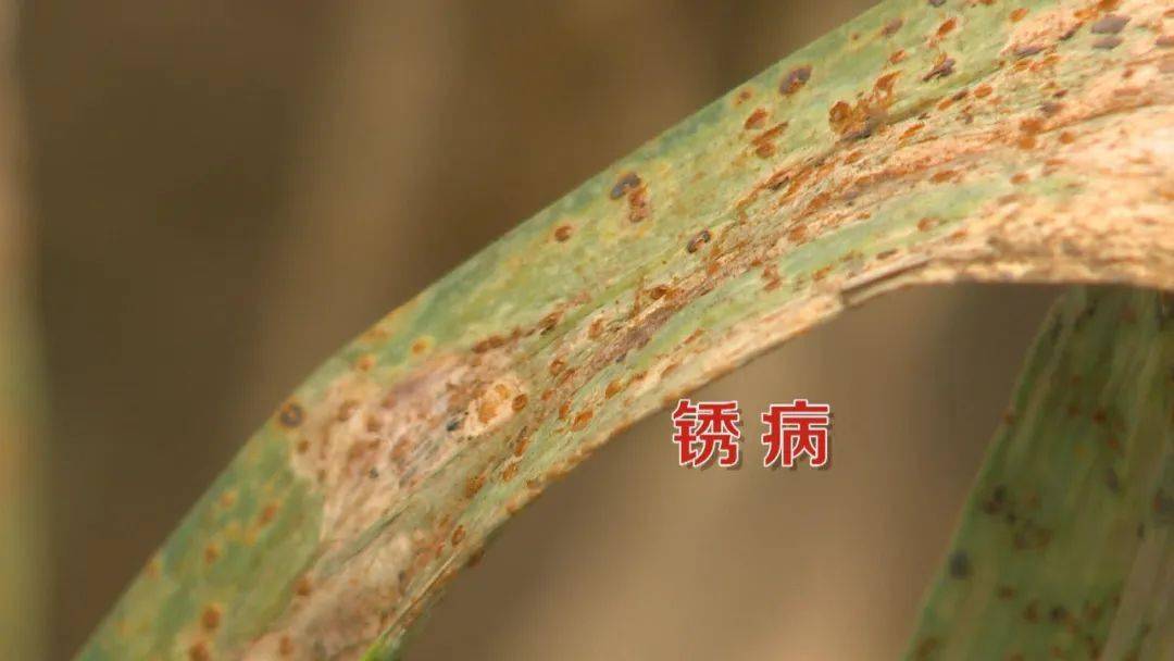 缅甸种植辣椒致富_致富缅甸辣椒种植视频_缅甸辣椒什么时候收获