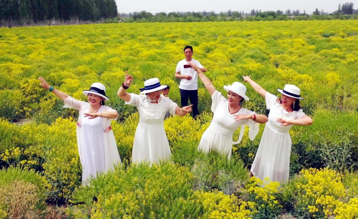 2021年种植板蓝根前景_种植板蓝根亩产多少利润_板蓝根规模种植  致富