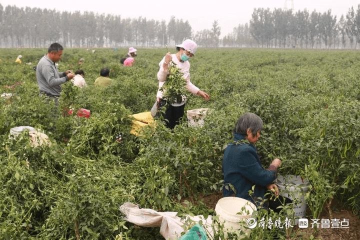 缅甸种植辣椒致富_缅甸最大的辣椒交易市场_缅甸辣椒品种