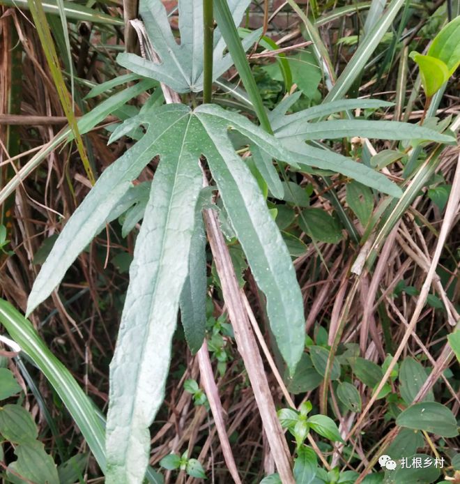 毛桃种子种植视频_致富种植毛桃项目有哪些_毛桃种植致富项目