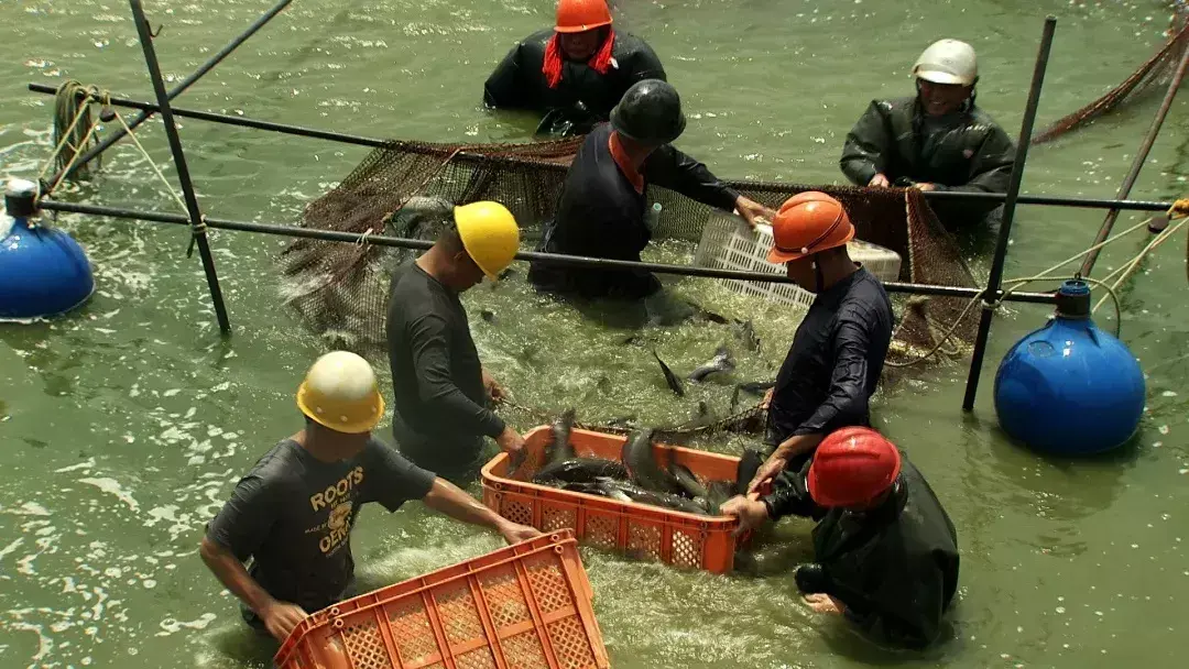 水厢养殖_水箱养殖什么致富_水箱养殖技术