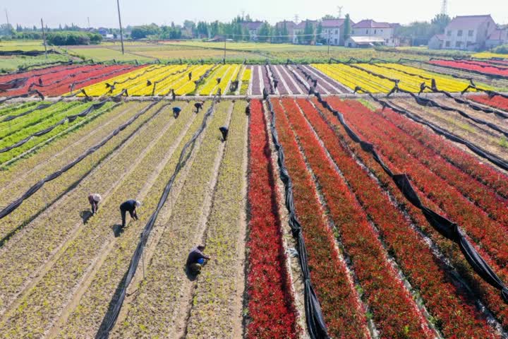 江苏如皋：用好土地“聚宝盆”，特色农业鼓起农民“钱袋子”